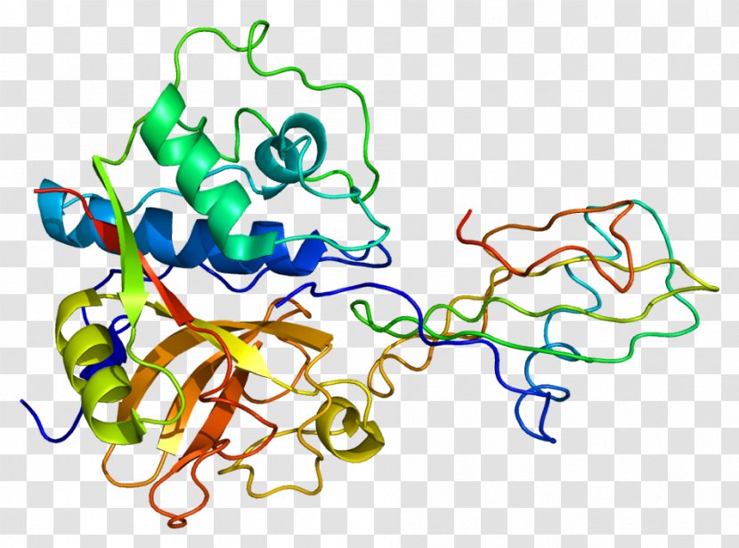 Cystatin B Cathepsin Protein Papain - Tree - Frame Transparent PNG