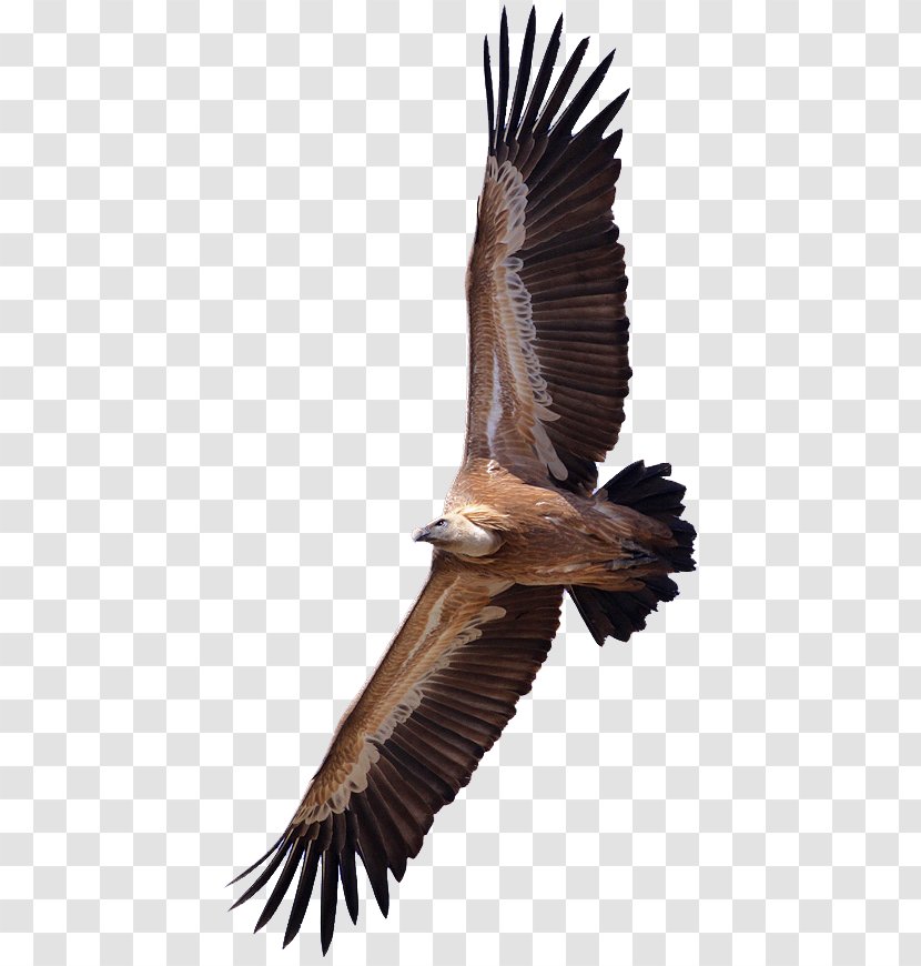Turkey Vulture King Bird Griffon - Wing Transparent PNG