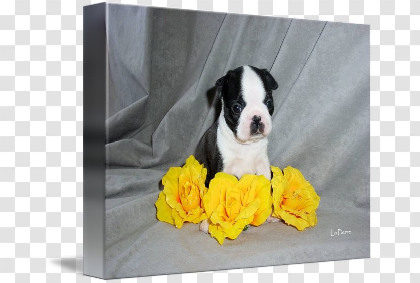 Boston Terrier Puppy Dog Breed Non-sporting Group Transparent PNG