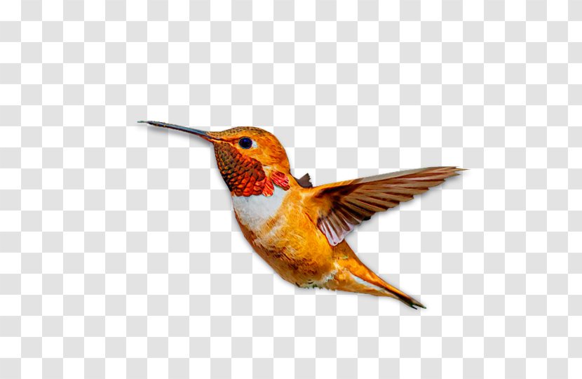 Hummingbird M Beak Wing Feather - Flower Symphony Transparent PNG