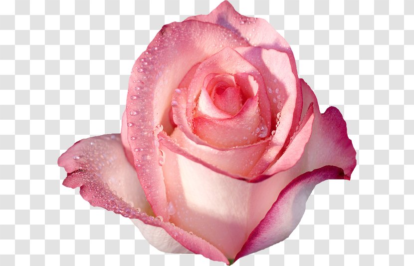 Rose Desktop Wallpaper Pink Flowers - Family Transparent PNG