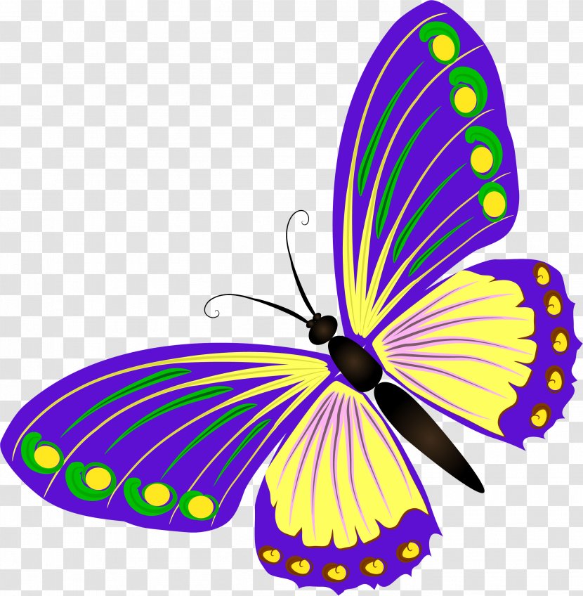 Butterfly Information Clip Art - Symmetry - Fly Transparent PNG