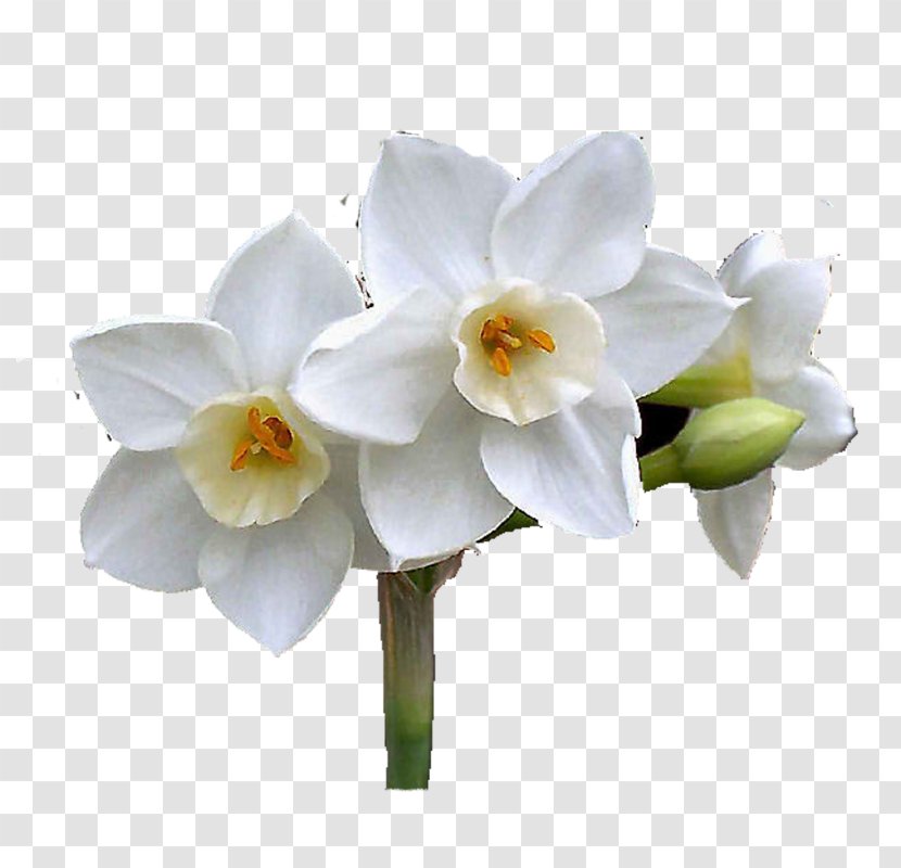 Daffodil Cut Flowers Moth Orchids Plant Stem - Flower Transparent PNG