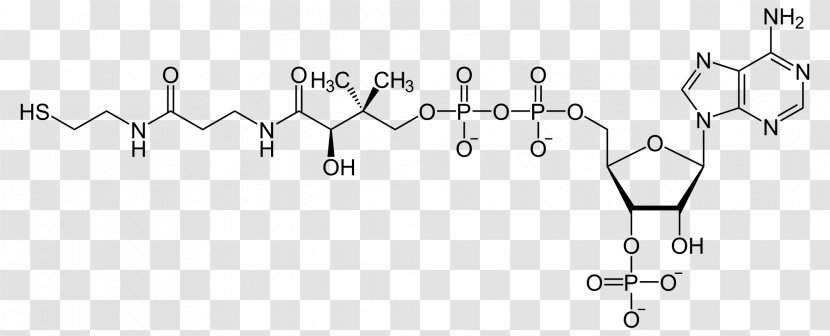 Coenzyme A Acetyl-CoA Cofactor Adenosine Triphosphate - Redox - Monochrome Transparent PNG