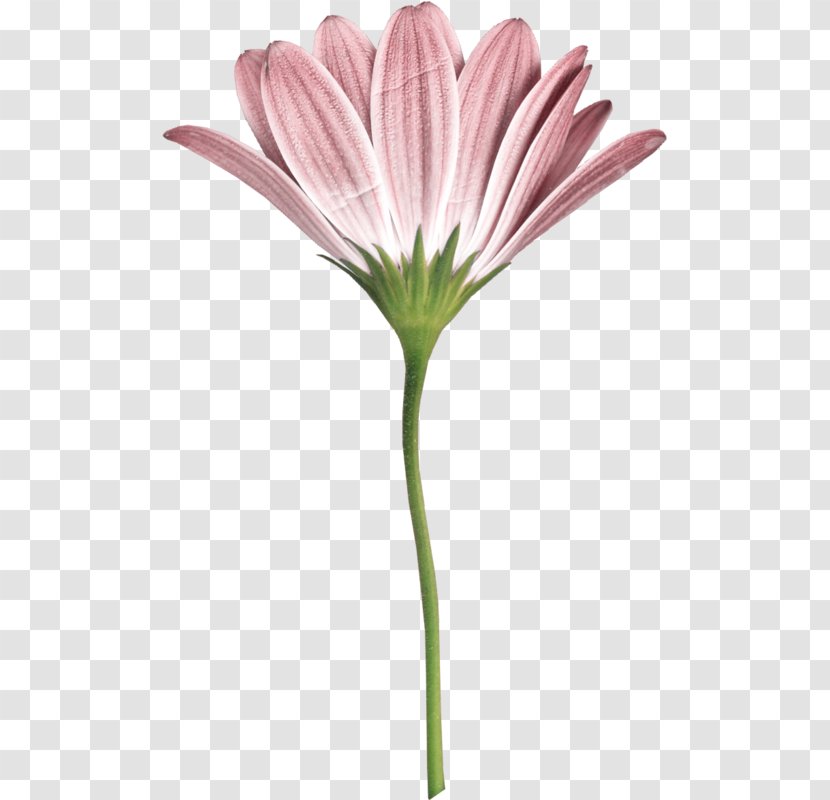Flowers Background - Barberton Daisy - Perennial Plant Family Transparent PNG