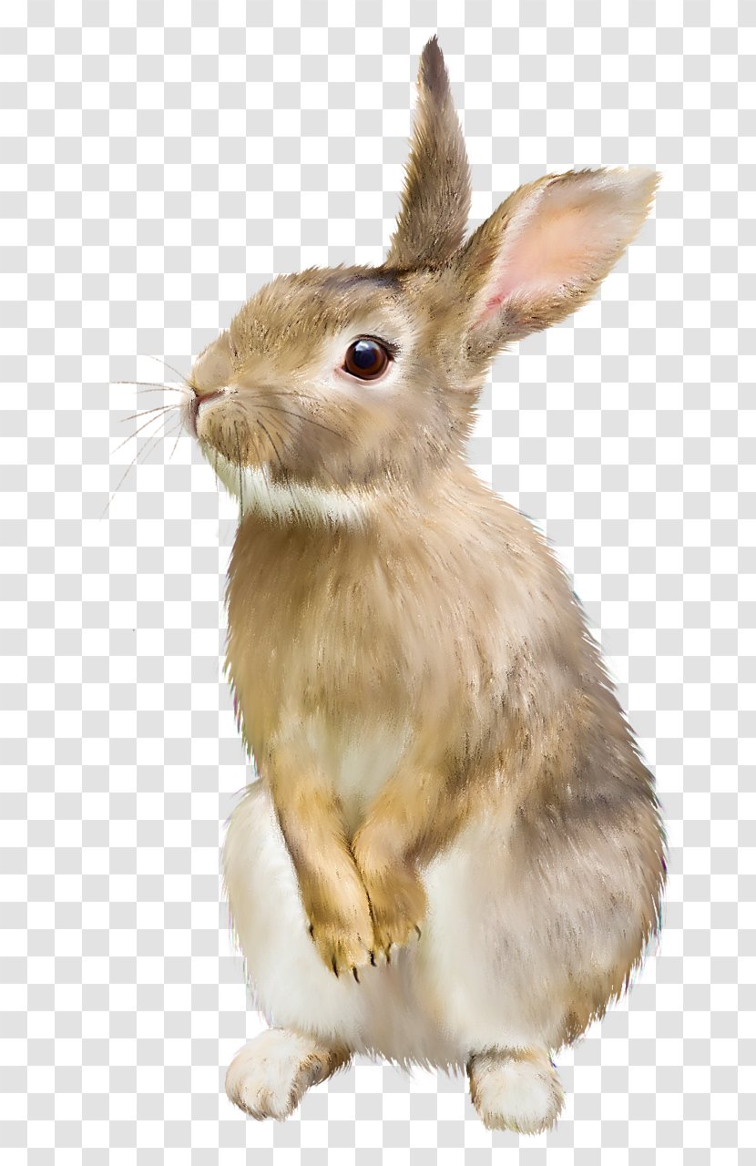 Easter Bunny Hare Domestic Rabbit - Whiskers Transparent PNG