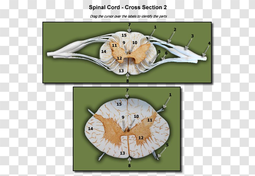 Nymphalidae Spinal Cord Cross Section Nerve Nervous Tissue - Organism Transparent PNG