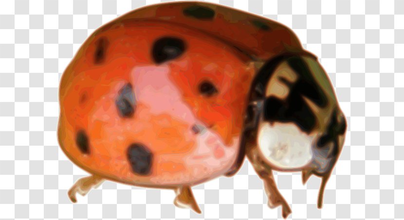 Ladybird Beetle Animal Clip Art - Clipart Transparent PNG