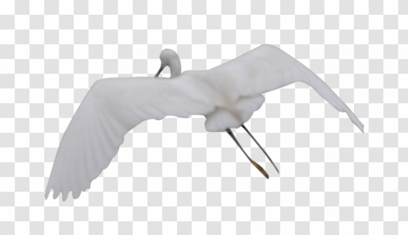 Crane Bird - Like - Flying Transparent PNG