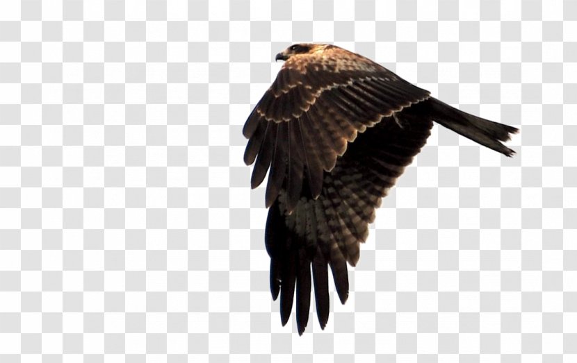 Eagle Hawk Falcon - Wildlife - Eagle's Feathers Transparent PNG