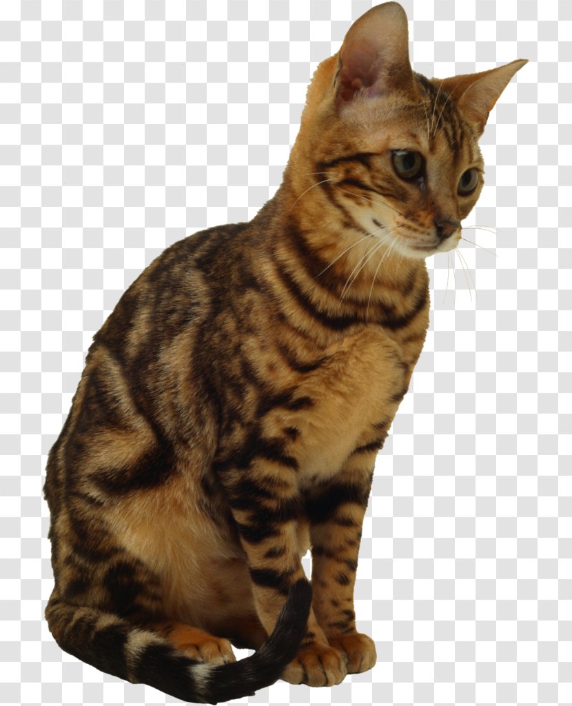 Savannah Cat Kitten Ragdoll Clip Art - Tail Transparent PNG