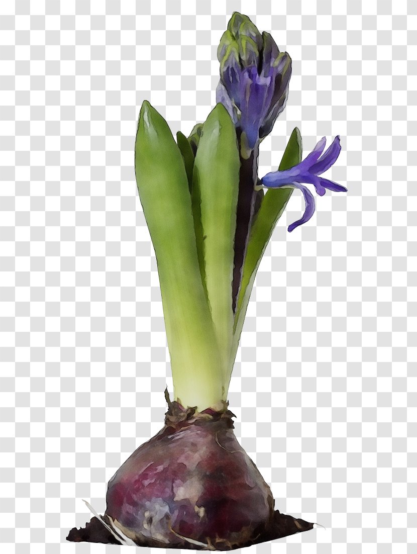 Flower Flowering Plant Purple Stem - Iris - Crocus Transparent PNG