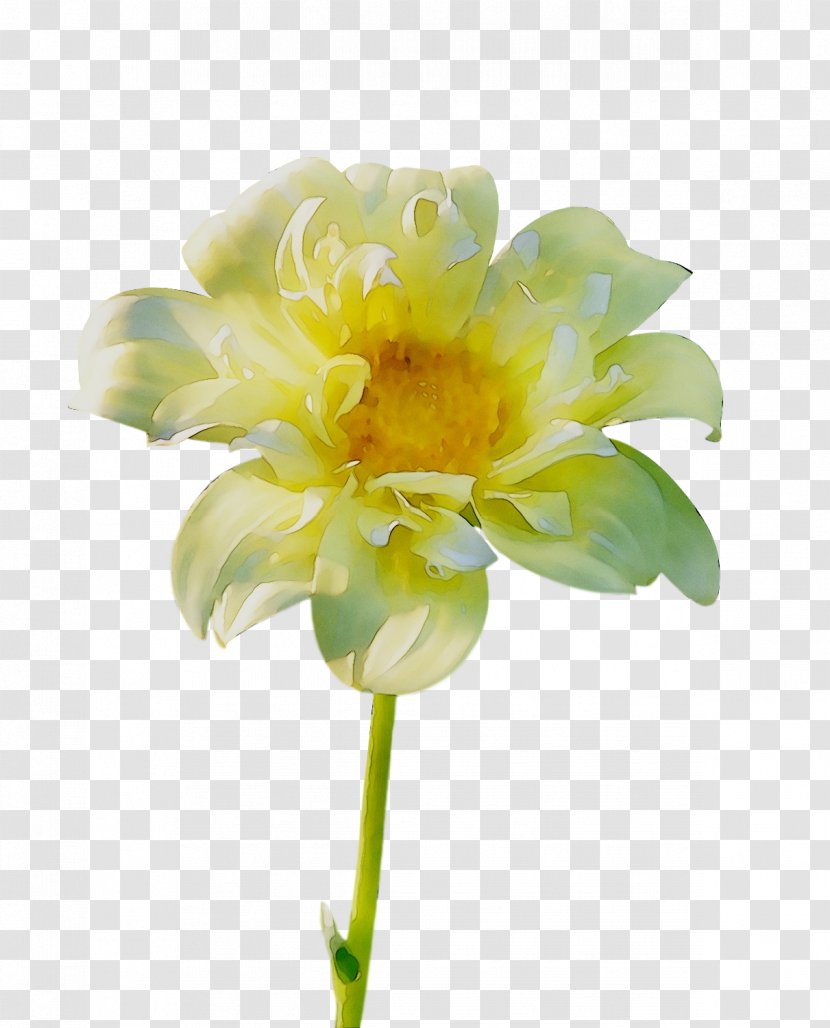 Cut Flowers Floristry Plant Stem Petal Daisy Family - Water Lily Transparent PNG