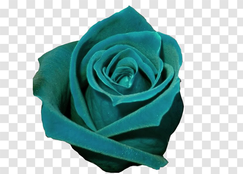 Garden Roses Lekvar Color Turquoise - Vase - Terms And Conditions Transparent PNG