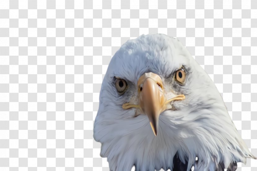 School Background - Eagle - Feather Wildlife Transparent PNG
