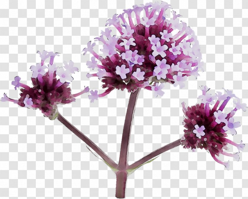 Vervain Herbaceous Plant Purple Cut Flowers Family M Invest D.o.o. - Plants - Allium Transparent PNG