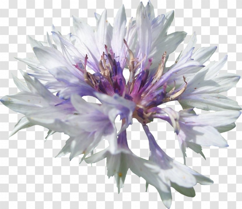 Bachelor Button Cornflower Transparent PNG