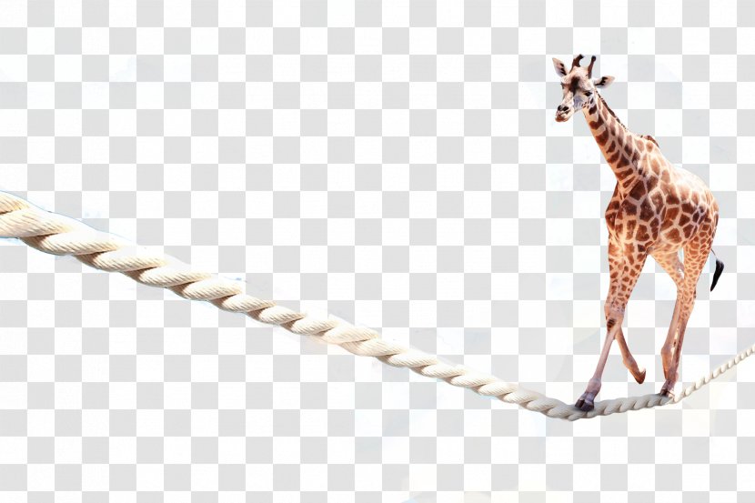 Northern Giraffe Tightrope Walking Corda Fluixa - Mammal Transparent PNG