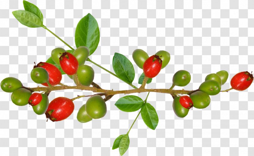 Frutti Di Bosco Barbados Cherry Berry Auglis - Acerola Family - Small Persimmon Transparent PNG