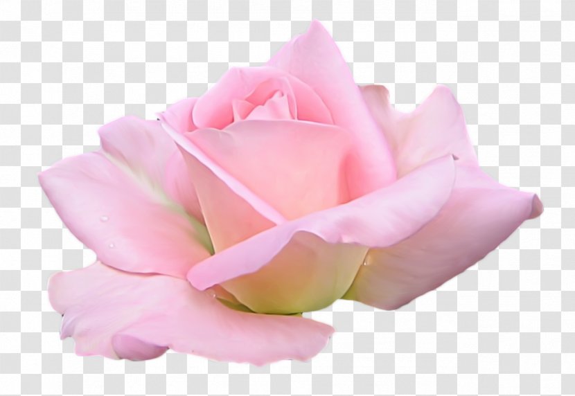 Gongju Centifolia Roses Cut Flowers Garden - Poppy Transparent PNG
