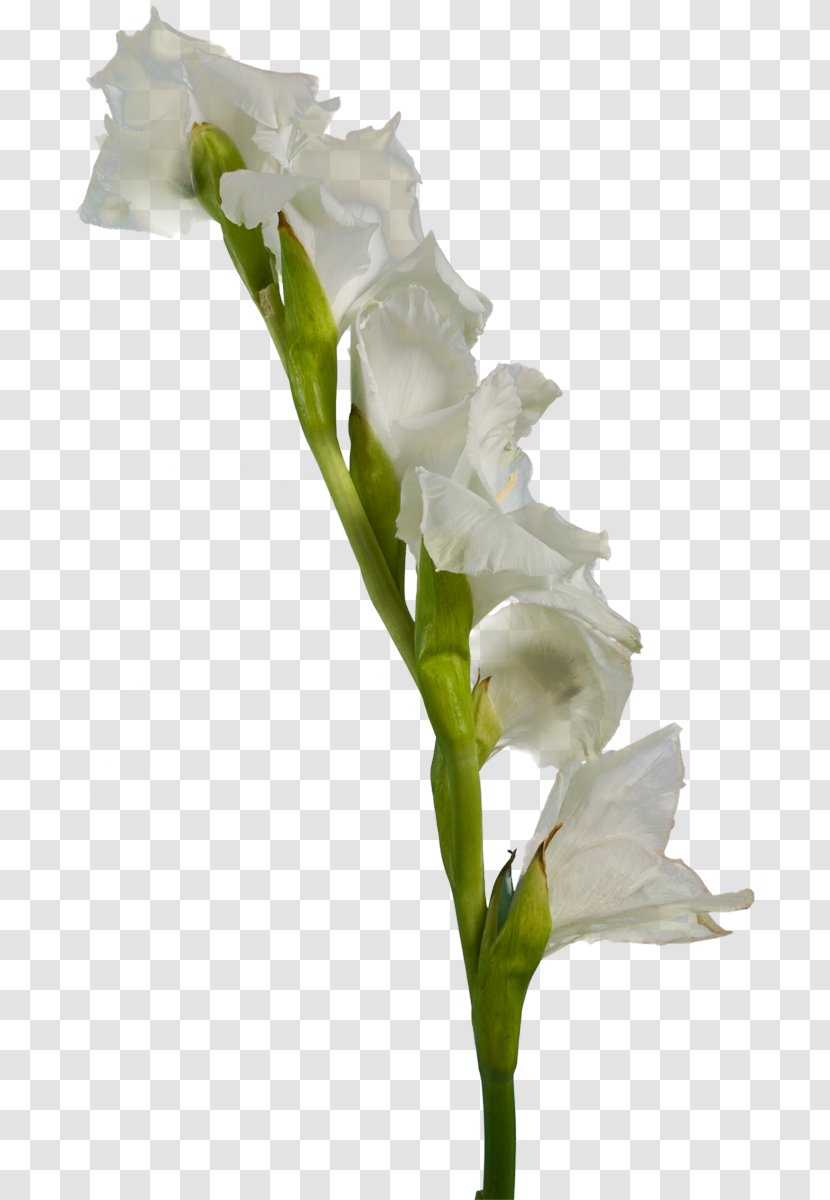Gladiolus White Cut Flowers - Tulip Transparent PNG