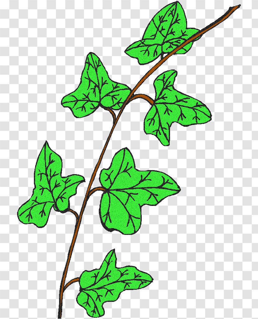 Leaf Plant Stem Flowering Line Clip Art - Branch Transparent PNG