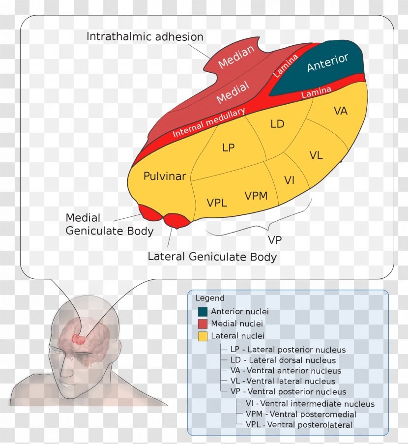 Lateral Geniculate Nucleus Medial Thalamus Ventral Posterolateral - Nuclear Group - Brain Transparent PNG