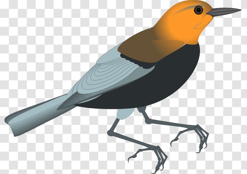 European Robin Clip Art - Bird - Parrot Vector Transparent PNG
