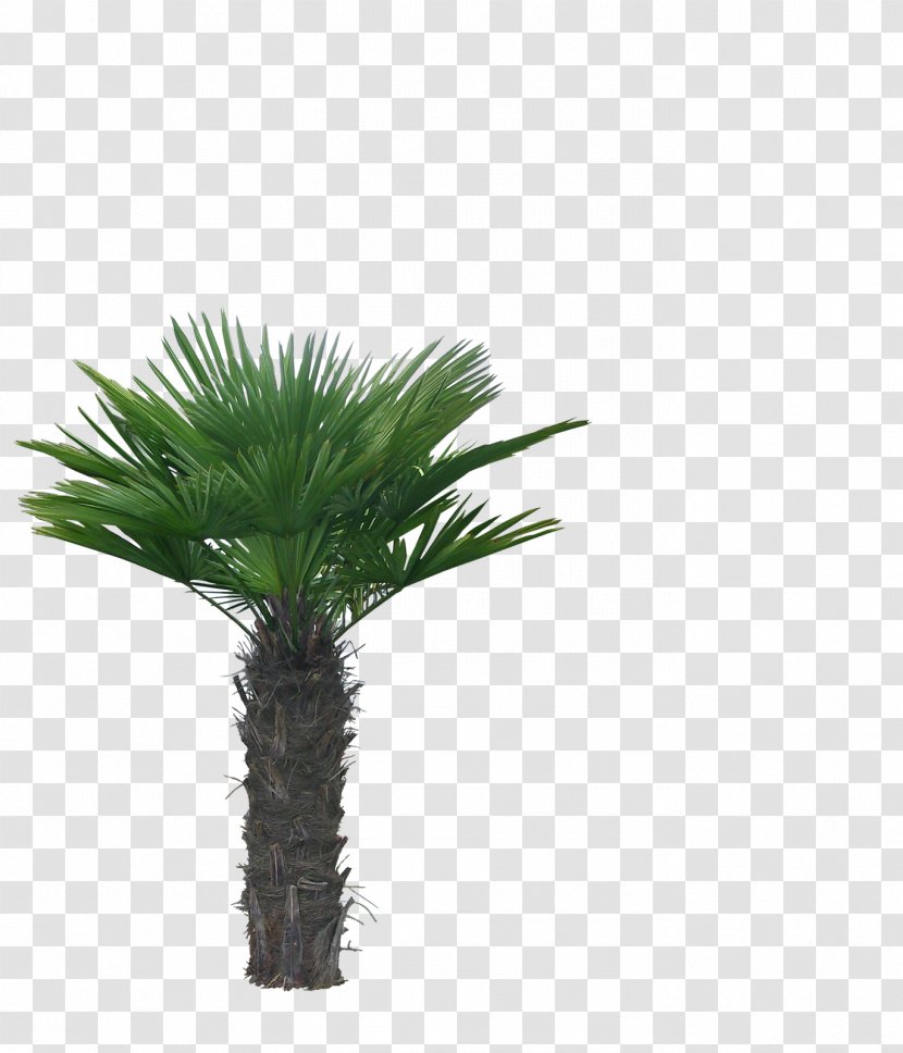 Tree Animation Photography Clip Art - Arecales - Palm Transparent PNG