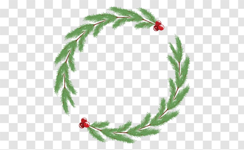 Holly - Woody Plant - Conifer Pine Family Transparent PNG