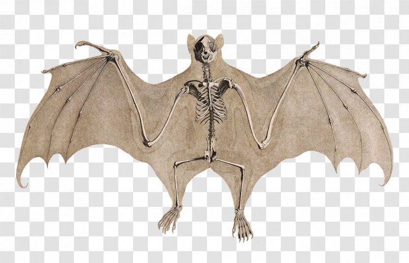 Bat Stock Illustration Skeleton Vector Graphics - Wing Transparent PNG