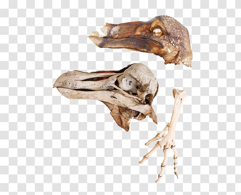 Skull Skeleton /m/083vt Wood Organism Transparent PNG