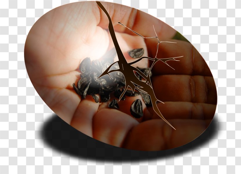 Insect Pest Membrane - Winged - Coffee Ring Transparent PNG