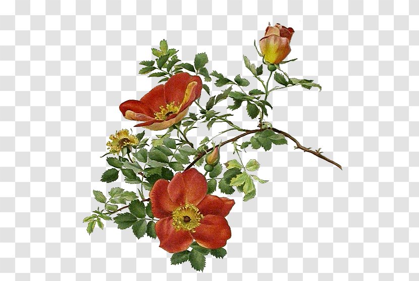 Garden Roses 花朵的秘密生命: 一朵花的自然史 Decoupage Flower - Rose Transparent PNG