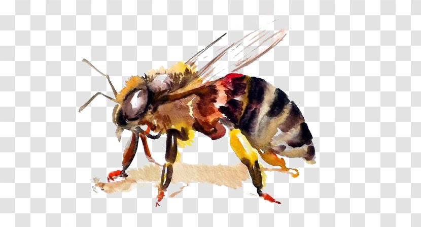 Honey Bee Hornet Watercolor Painting - Wasp Transparent PNG