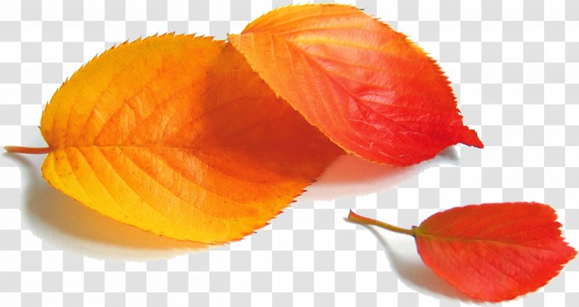 Poster Autumn POP - Red Leaves Transparent PNG