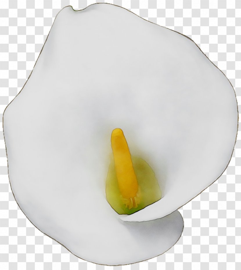 Yellow Arum Lilies - Alismatales Transparent PNG