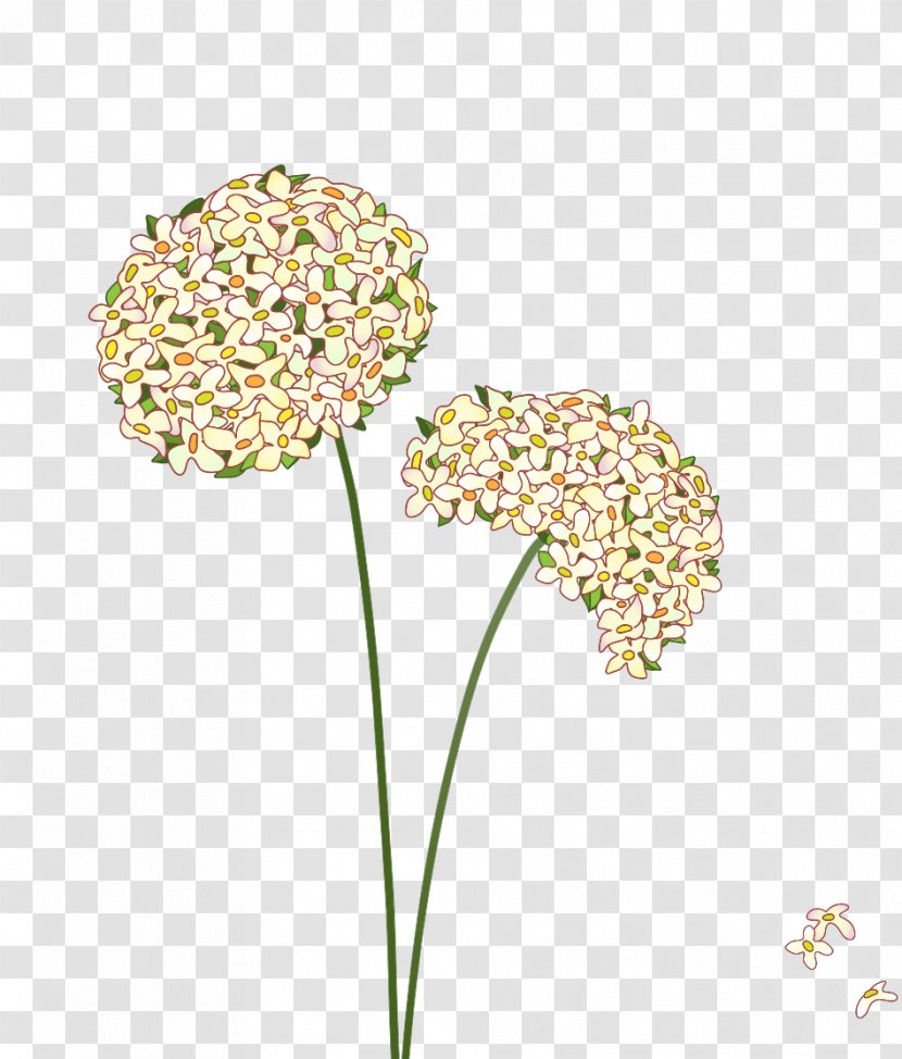 Common Dandelion Royalty-free Illustration - Flowering Plant - Material Transparent PNG