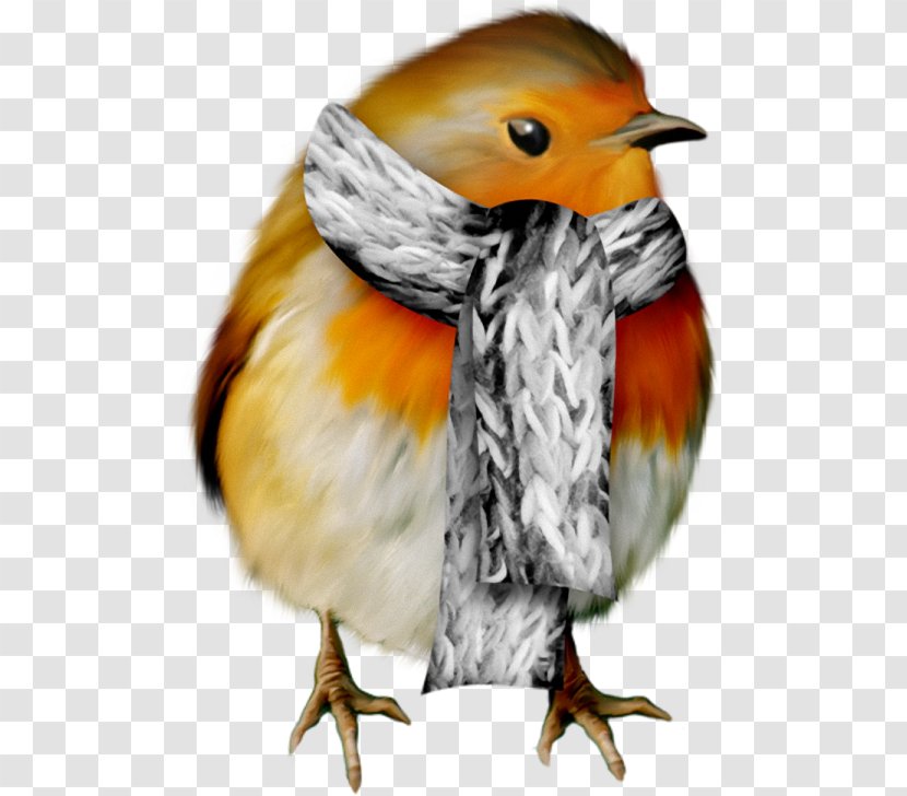 Christmas European Robin Bird Clip Art Transparent PNG