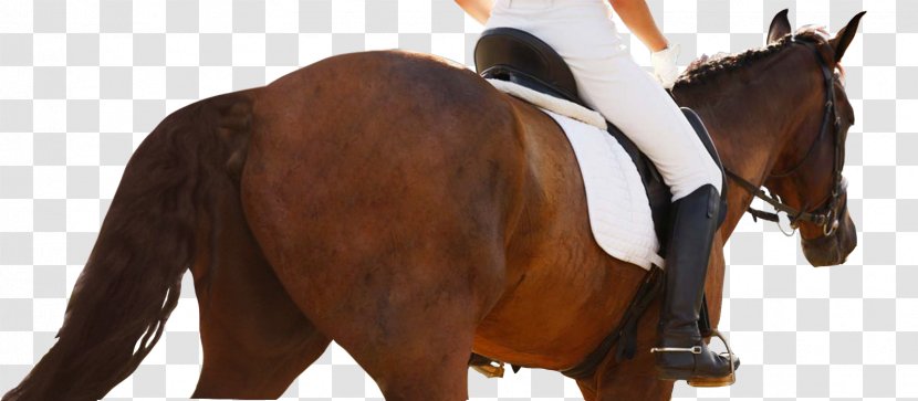 Horse Equestrian Centre Dressage Show Jumping Transparent PNG