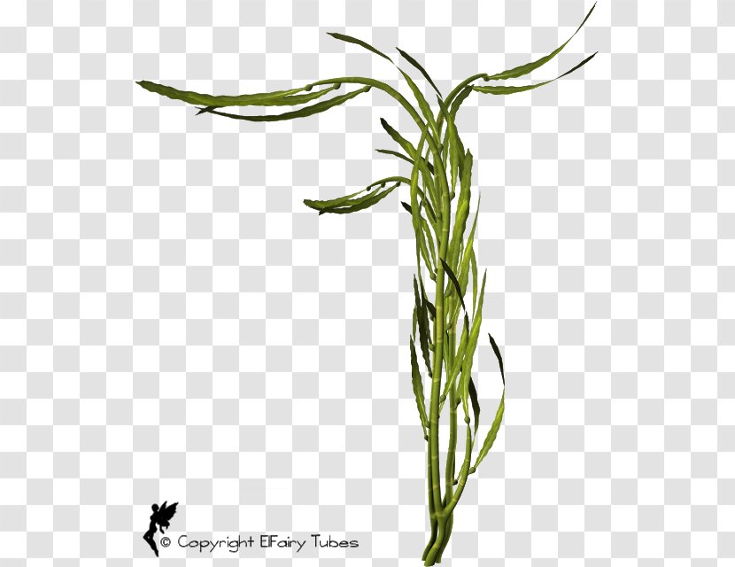 Sweet Grass Plant Stem Leaf Commodity Flower Transparent PNG