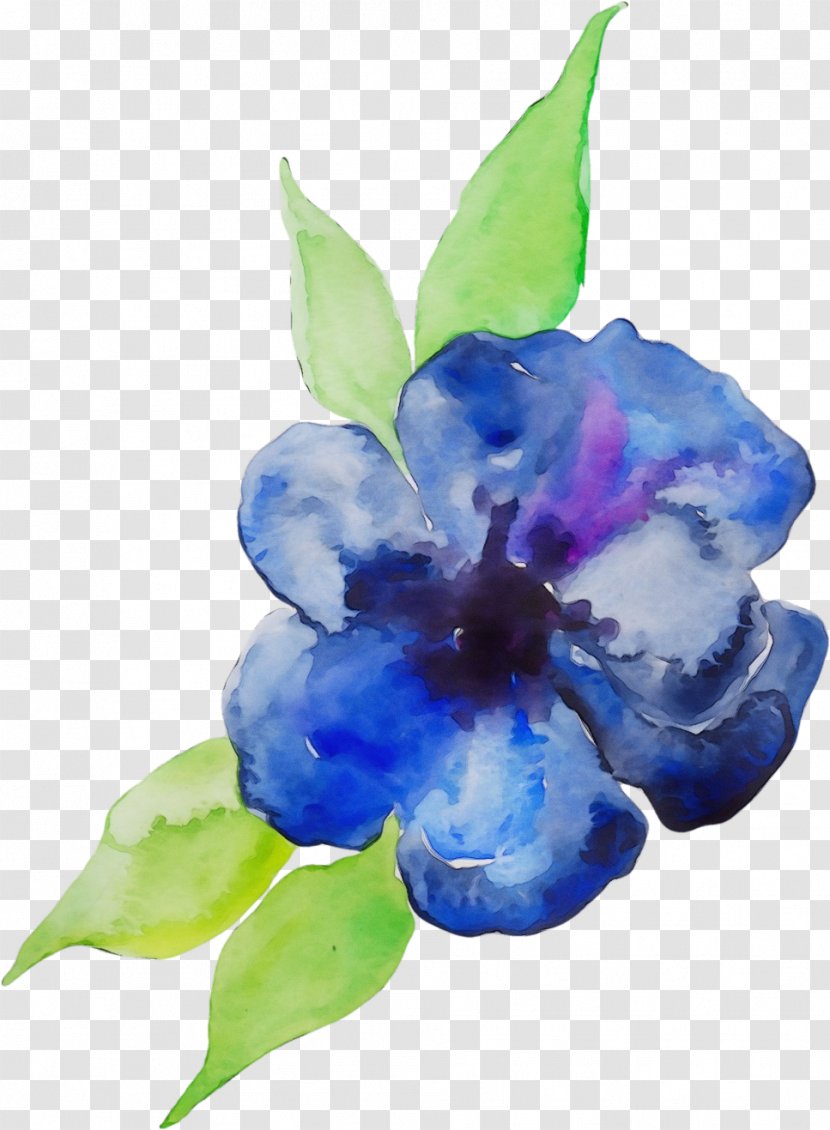 Blue Iris Flower - Delphinium Gentian Family Transparent PNG