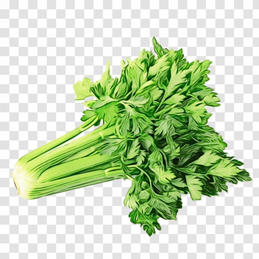 Green Leaf Background - Vegetable - Parsley Family Chervil Transparent PNG