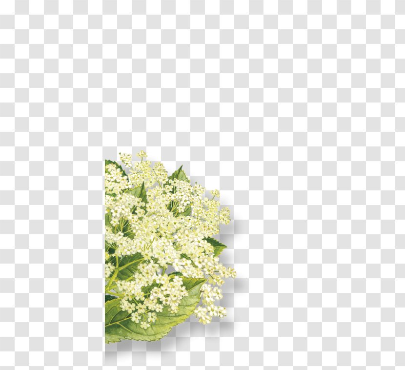 Elderflower Cordial Elderberry Organic Food Syrup Floral Design - Plant - Sambucus Nigra Transparent PNG