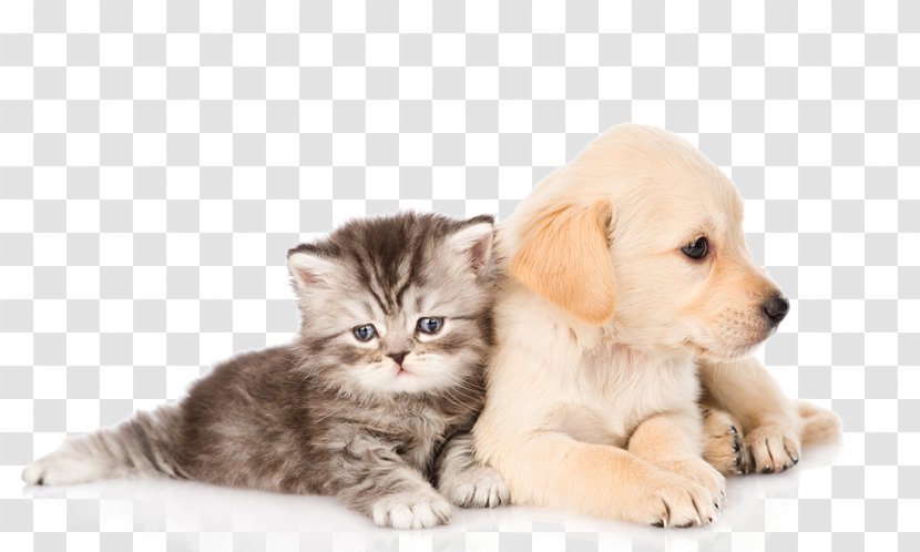 Cats And Dogs - Heart - Flower Transparent PNG