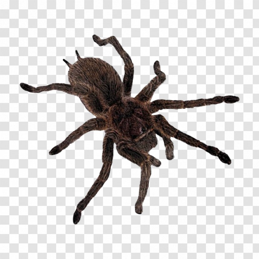 Spider Web - Animal Figure Pest Transparent PNG