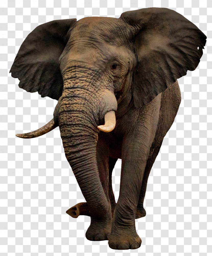 African Bush Elephant - Elephants Transparent PNG