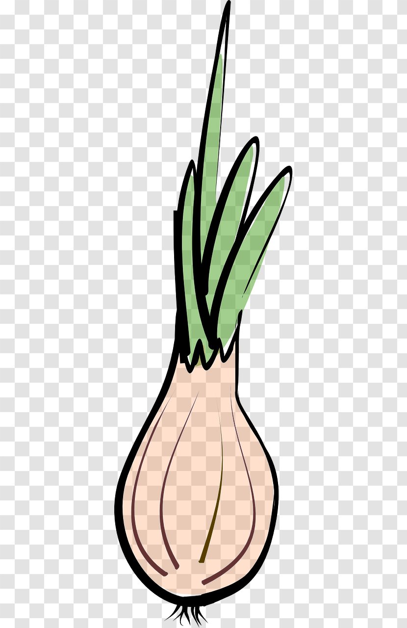 Shallot Vegetable Garlic Chives - Line Art - Onion Transparent PNG