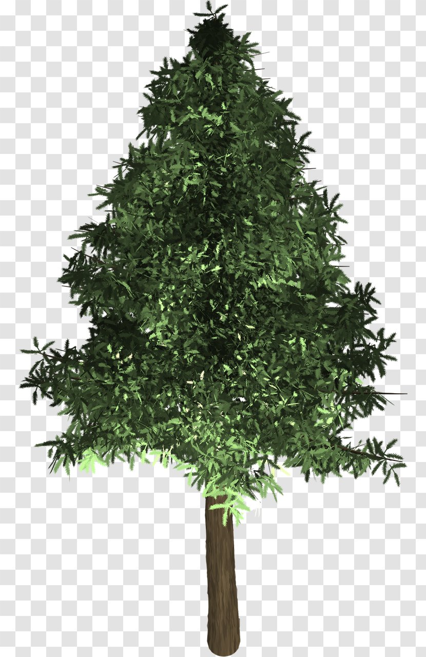 Spruce Fir Christmas Tree Evergreen - Decoration Transparent PNG
