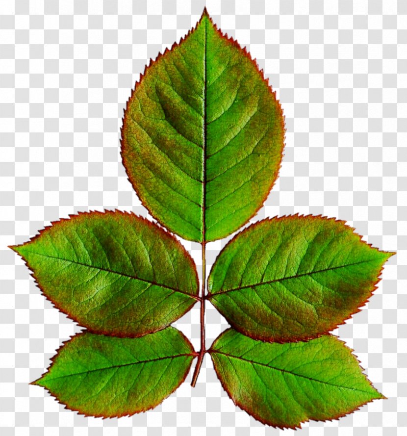 Garden Roses Leaf Clip Art - Tree - Green Leaves Transparent PNG